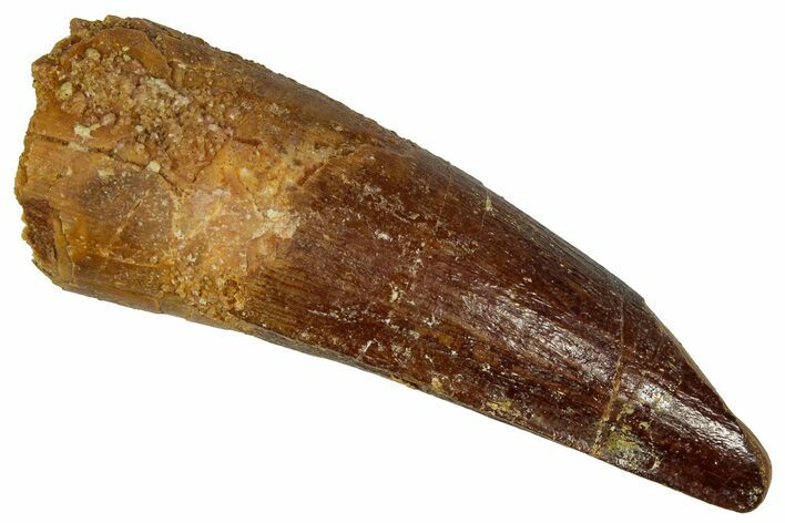 Fossil Spinosaurus Tooth - Feeding Worn Tip #360133